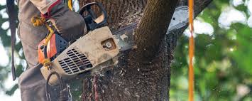 Best Tree Risk Assessment  in Crestview, FL